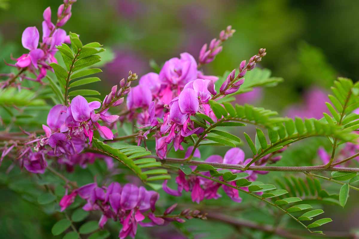 A horizontal image of Himalayan indigo growing wild in full bloom with bright pink flowers.