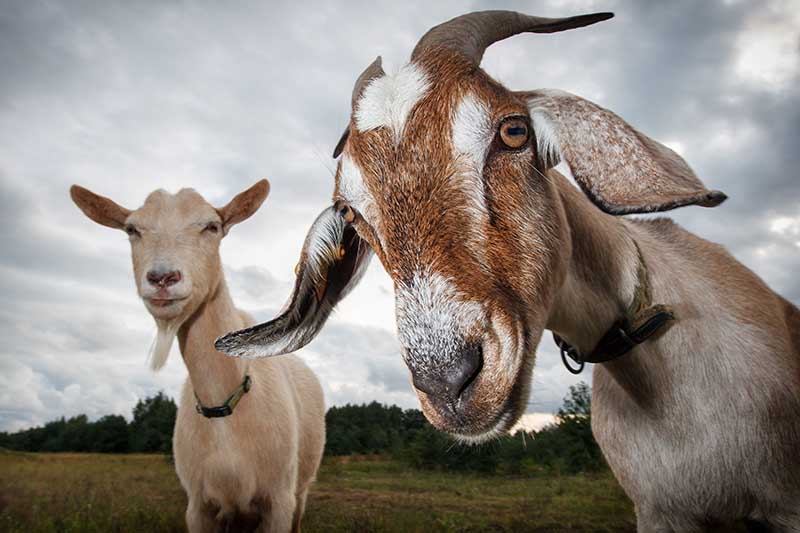 A horizontal image of two goats in a rather empty field checking out the camera.