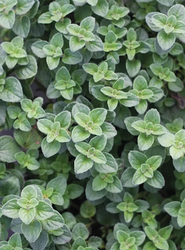 A close up of 'Hot and Spicy' oregano growing in the garden.