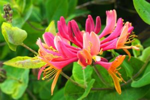 Close up of honeysuckle flowers with yellow and pink blooms.