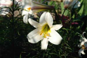 A close up horizontal image of a white Easter lily flower pictured in light sunshine on a soft focus background.