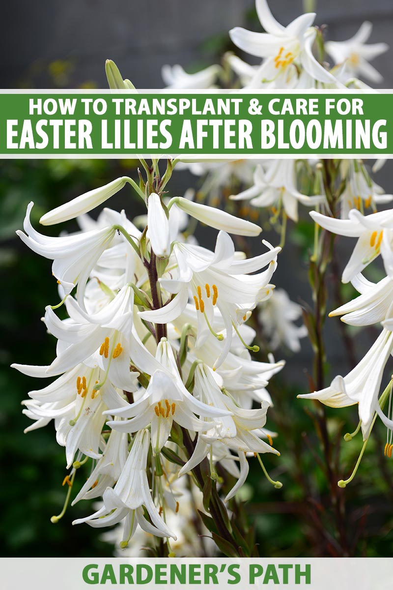 A close up vertical image of white Easter lily flowers growing in the garden pictured on a soft focus background. To the top and bottom of the frame is green and white printed text.