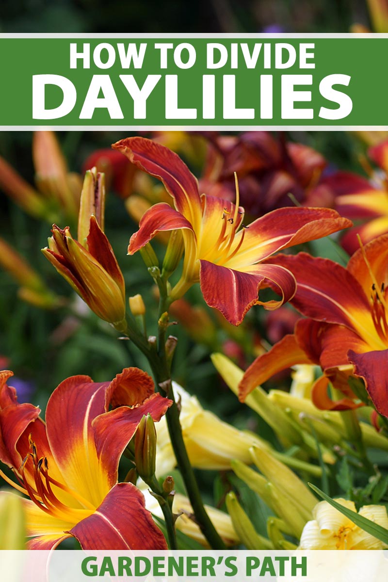 A close up vertical image of daylilies growing in the garden pictured on a soft focus background. To the top and bottom of the frame is green and white printed text.