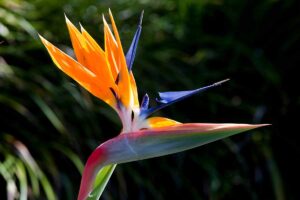 A close up horizontal image of a single bird of paradise (Strelitzia) flower pictured in bright sunshine on a dark soft focus background.