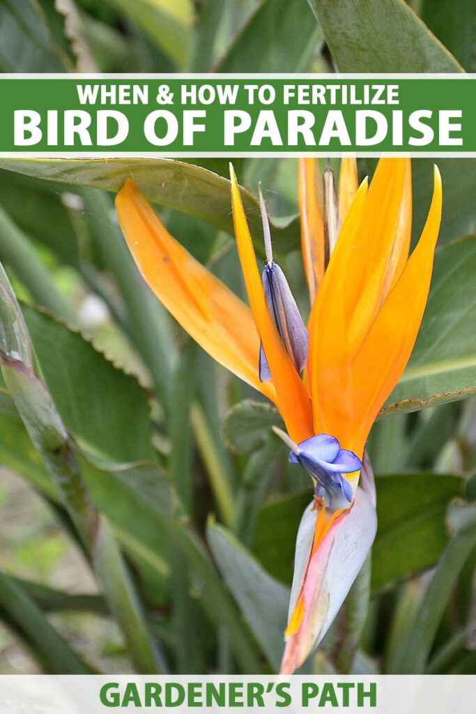 A close up vertical image of a bird of paradise (Strelitzia) plant in bloom growing in the garden. To the top and bottom of the frame is green and white printed text.