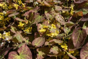 A close up horizontal image of the variegated foliage and yellow flowers of barrenwort (Epimedium) growing in the garden.