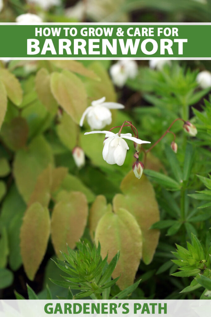 A close up vertical image of the flowers and foliage of barrenwort (Epimedium) growing in the garden pictured on a soft focus background. To the top and bottom of the frame is green and white printed text.