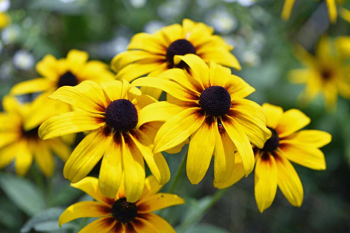 Close up of a cluster of yellow black eyed susan blossoms growing in the garden.