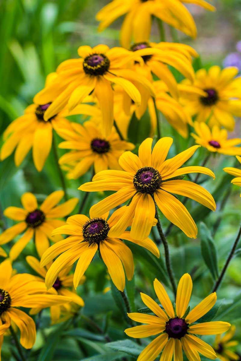 A close up vertical image of black-eyed Susan flowers growing in the garden pictured on a soft focus background.