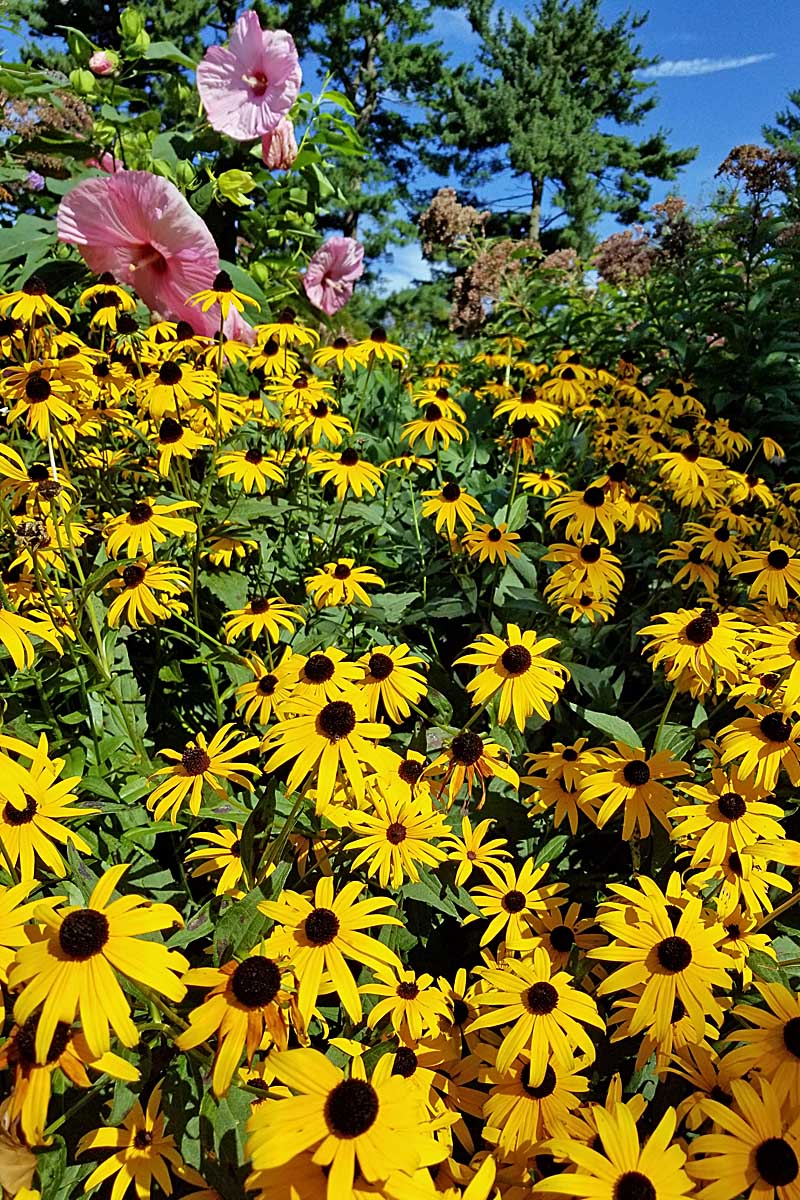 A vertical image of a large stand of black-eyed Susan flowers growing in a summer garden pictured in bright sunshine.