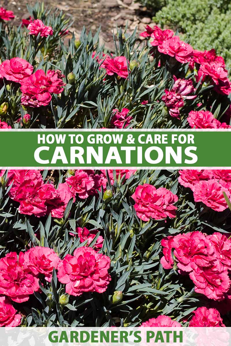 Carnations: Plant Care And Growing Guide  