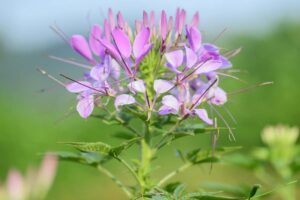 Close-up of a light pink Cleome or spider flower in bloom in a summer garden.