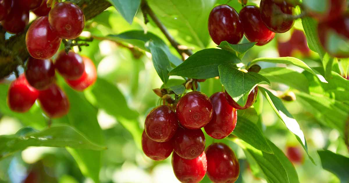Cornelian Cherry Trees