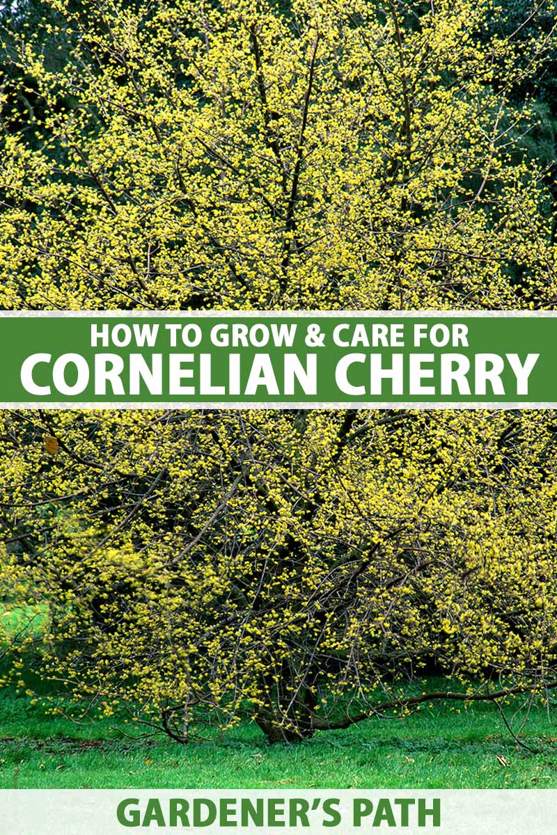 A vertical image of a cornelian cherry dogwood (Cornus mas) in full bloom with yellow flowers growing in the garden. To the center and bottom of the frame is green and white printed text.