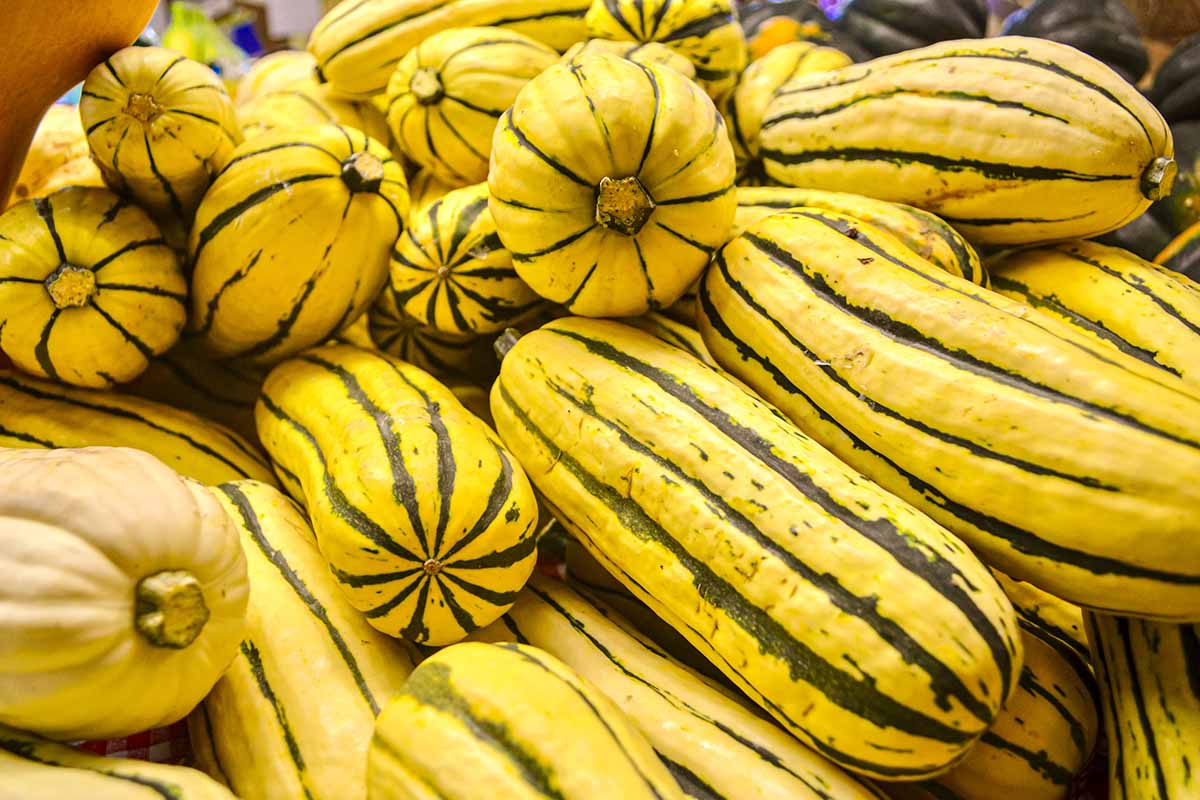 A close up horizontal image of a pile of 'Delicata' squash at a grocery store.
