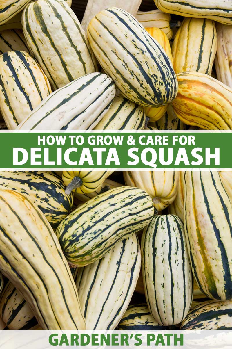 A close up vertical image of a pile of 'Delicata' squash. To the center and bottom of the frame is green and white printed text.