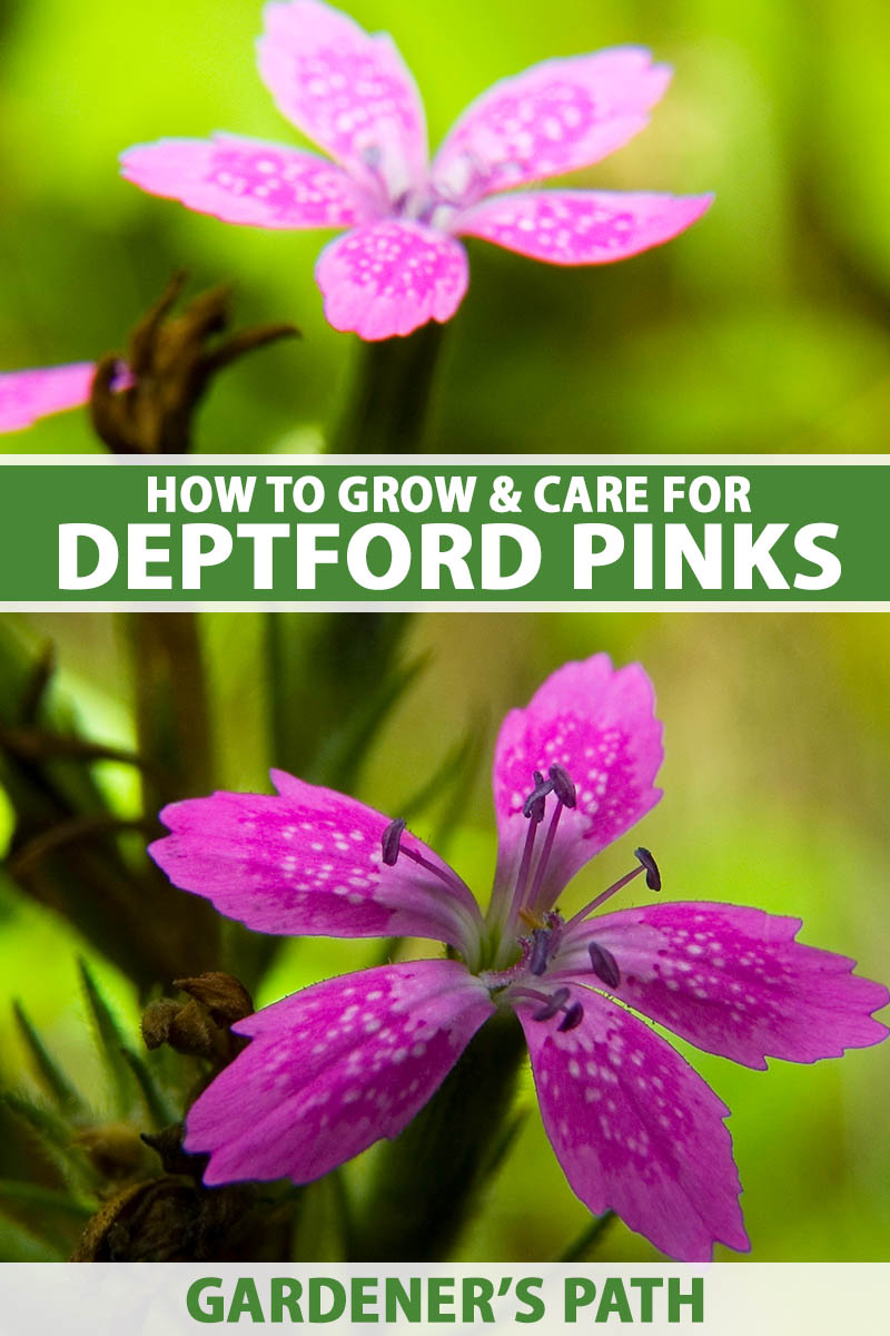 A close up vertical image of Deptford pinks growing in the garden pictured on a soft focus background. To the center and bottom of the frame is green and white printed text.