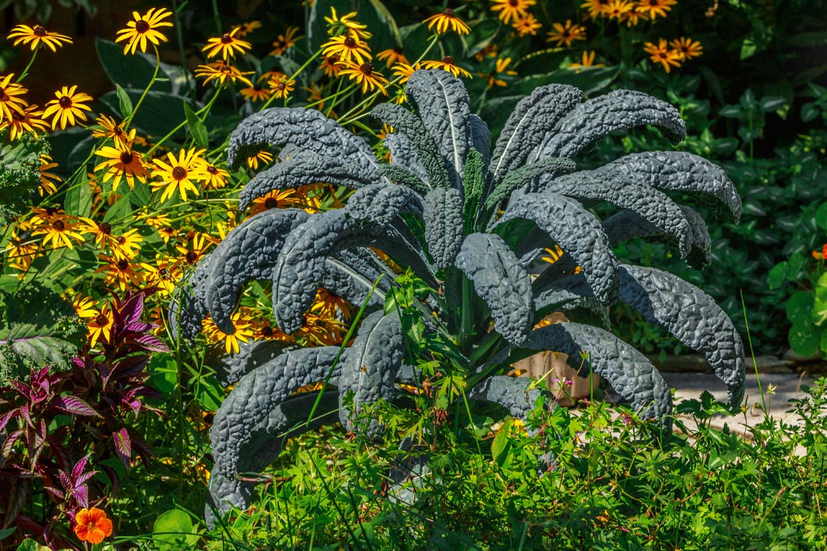 A close up horizontal image of a large dinosaur kale plant growing in the garden with a variety of shrubs and flowers in the background, pictured in bright sunshine.