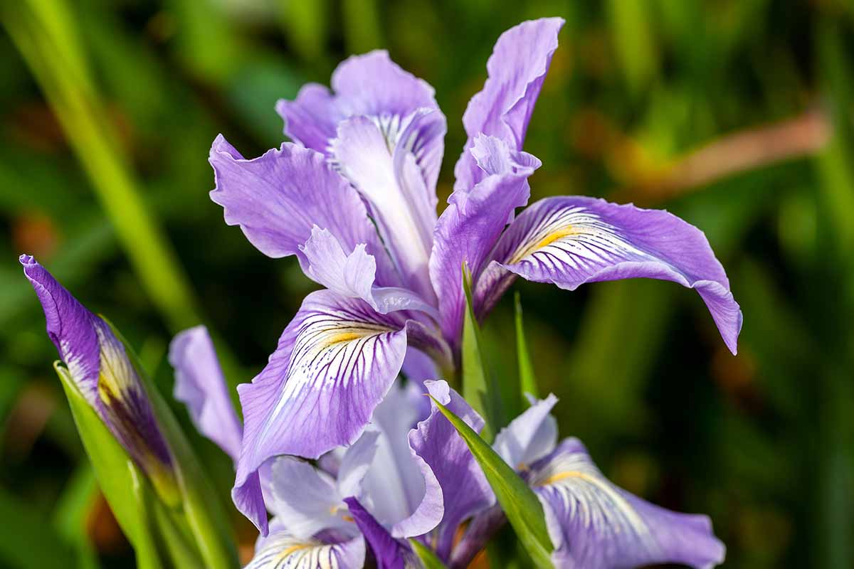 A close up horizontal image of the purple, yellow, and white flower of a Douglas iris pictured on a soft focus background.