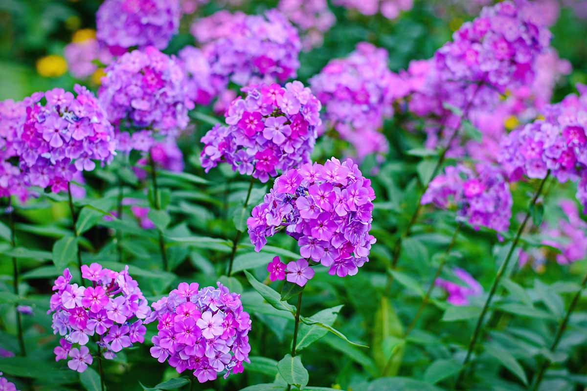 A close up horizontal image of purple Phlox paniculata flowers growing in the garden pictured on a soft focus background.