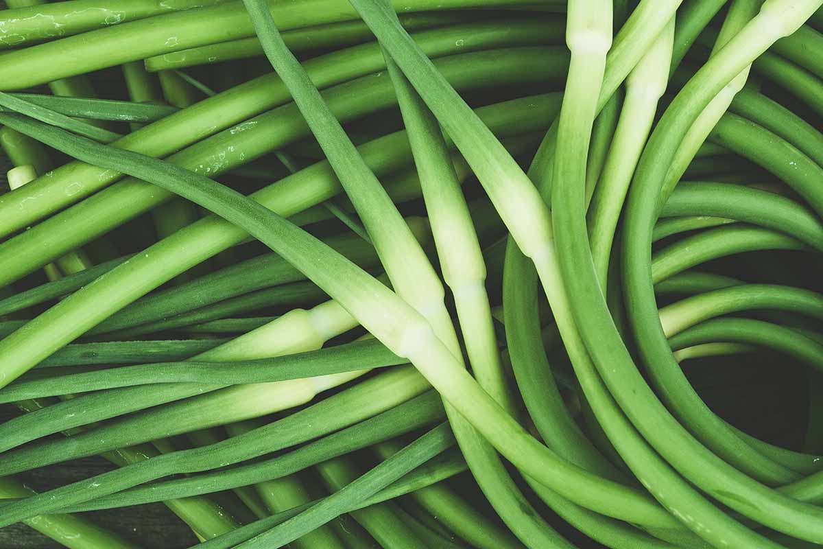 A close up horizontal image of freshly harvested garlic scapes on a wooden table.