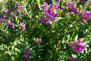 A close up horizontal image of indigo (Indigofera) growing in the garden with bright pink blooms and light green foliage pictured in filtered sunshine.