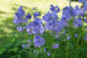 A close up horizontal image of bright blue flowers growing in the garden in a shady spot with a sunny lawn in soft focus in the background.