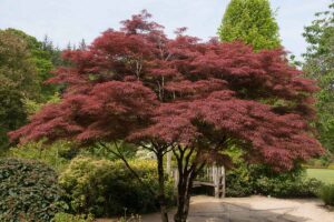 A horizontal image of a Japanese maple tree growing in a formal garden.