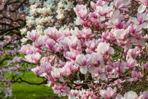 A close up horizontal image of a magnolia tree in full bloom with white and pink flowers.