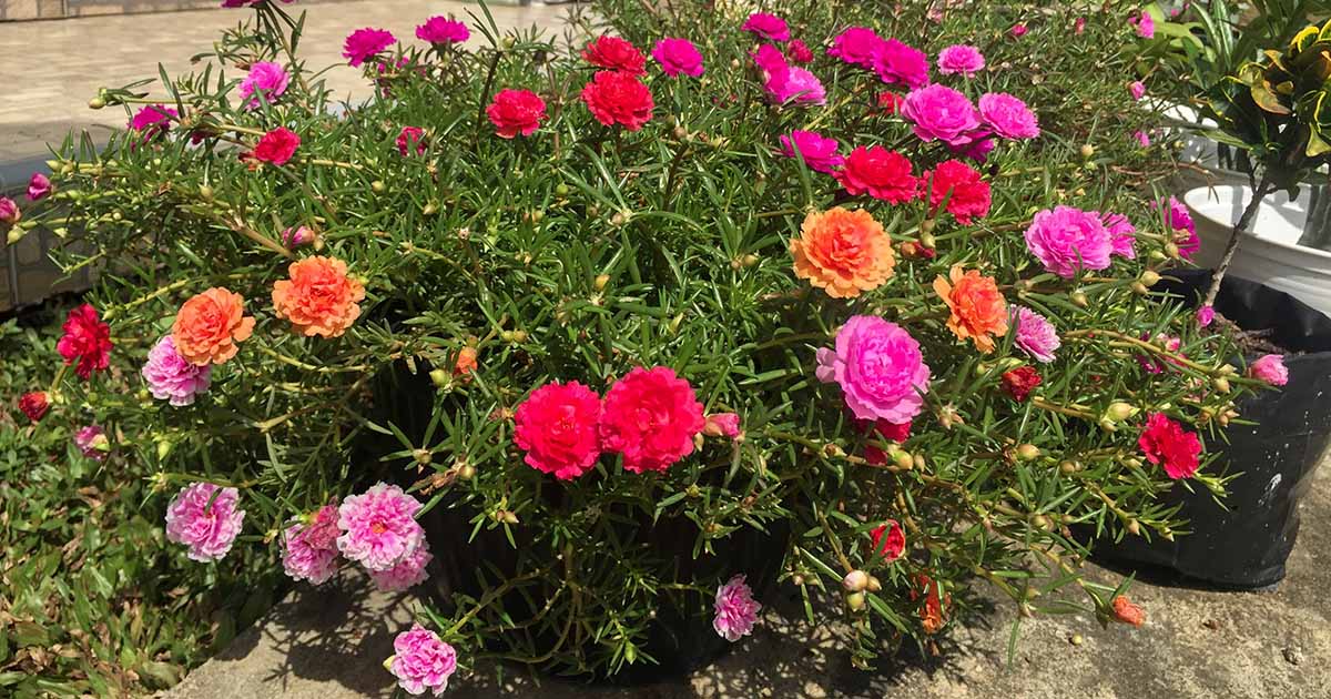 Moss Rose, Common Portulaca  Herbaceous Plant Finder