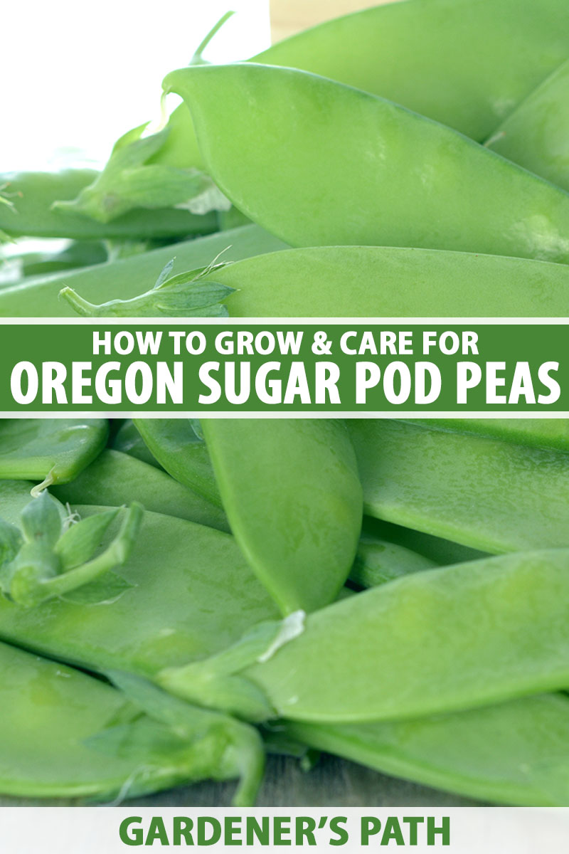 A close up vertical image of a pile of 'Oregon Sugar Pod II' peas pictured on a soft focus background. To the center and bottom of the frame is green and white printed text.