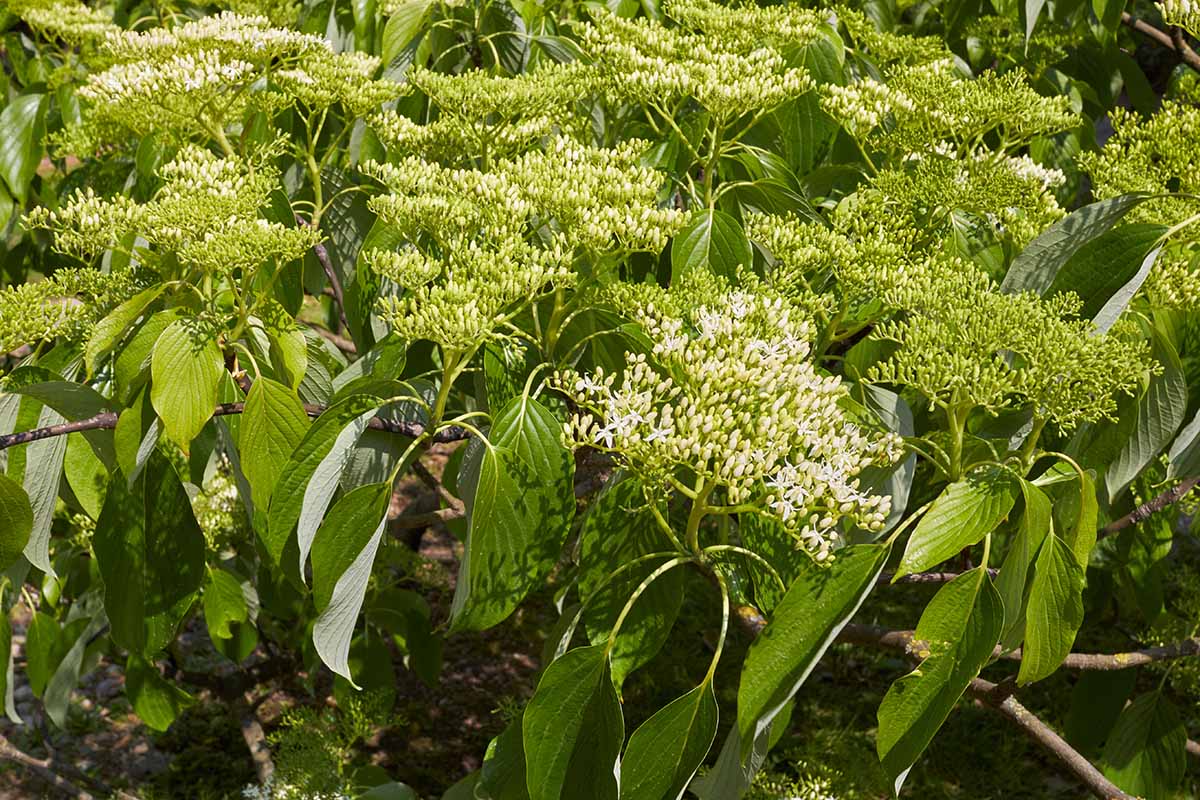 A close up horizontal image of the foliage and flowers of a pagoda dogwood tree growing in the garden.