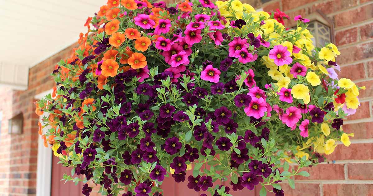 Learn how to Develop Petunias in Containers - Project DIY Hub