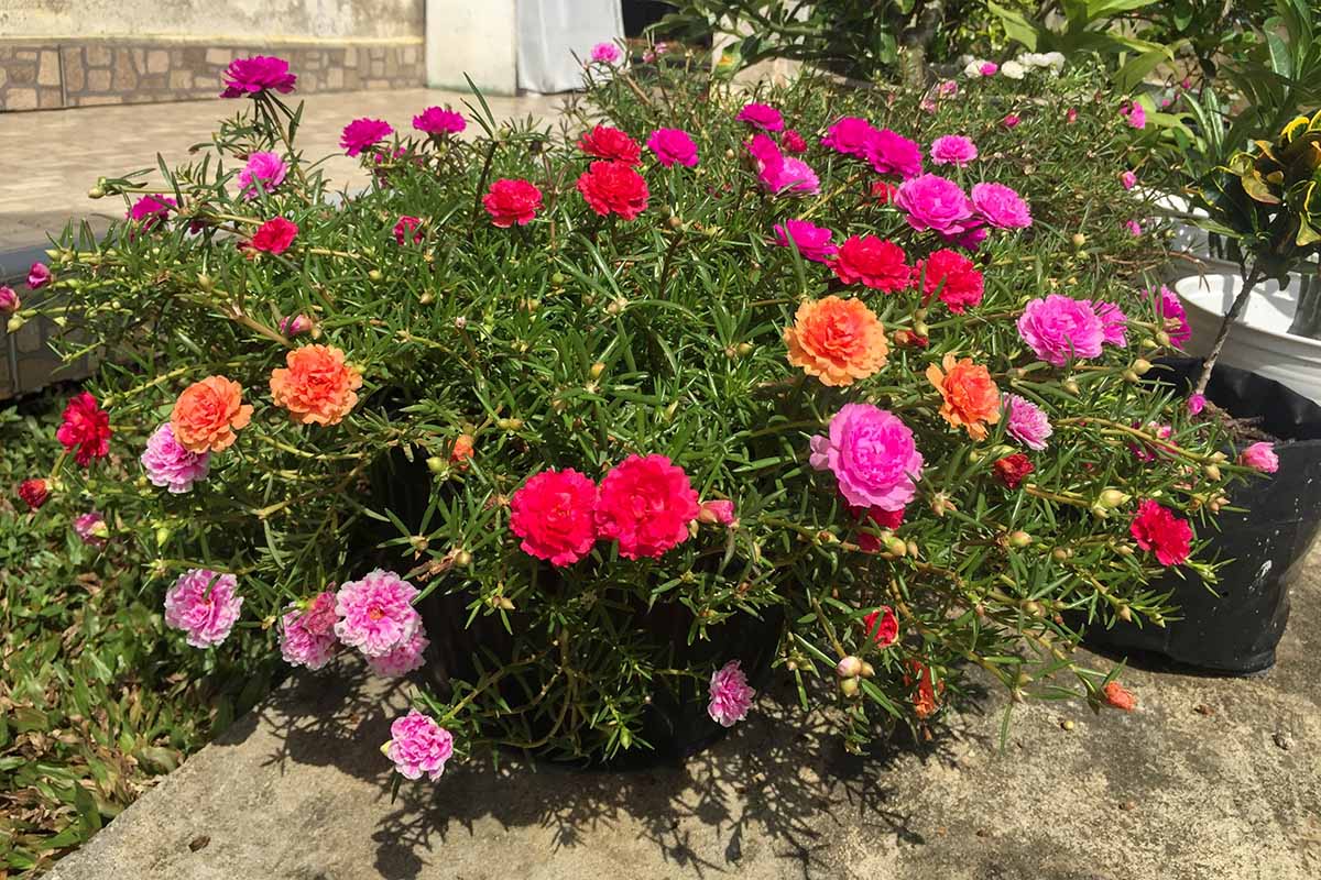 A close up horizontal image of colorful moss roses growing in a container outdoors.