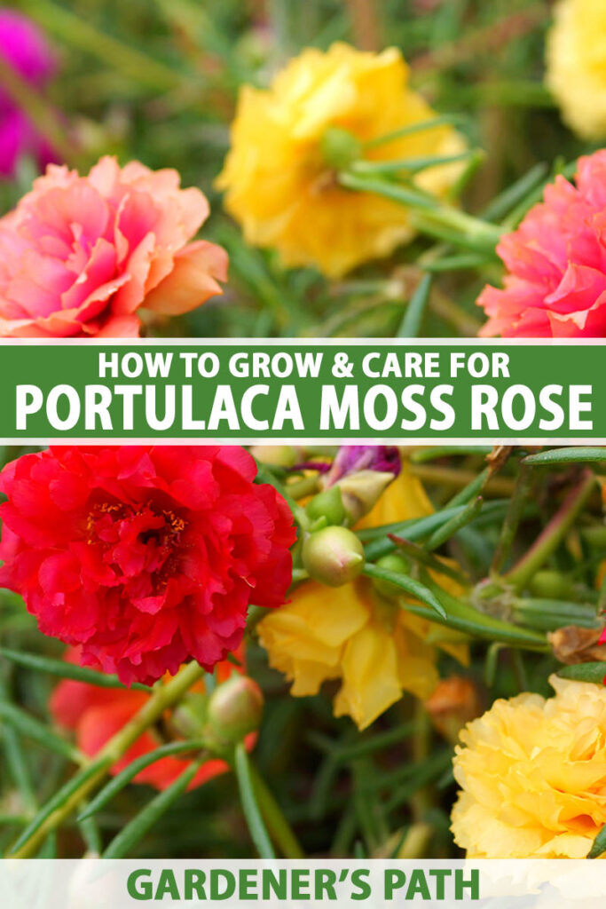 How to Grow and Care for Portulaca (Moss Rose)