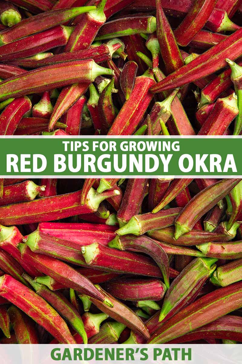 A close up vertical image of a pile of freshly harvested 'Red Burgundy' okra pictured in bright sunshine. To the center and bottom of the frame is green and white printed text.