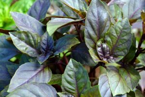 A close up horizontal image of the deep purple foliage of 'Red Rubin' basil growing in the garden pictured in light sunshine.