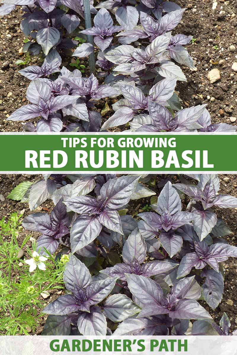 A close up vertical image of rows of 'Red Rubin' basil growing in the home herb garden. To the center and bottom of the frame is green and white printed text.