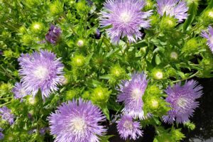 A close up horizontal image of Stokes' aster flowers (Stokesia laevis) growing in the garden pictured in bright sunshine.