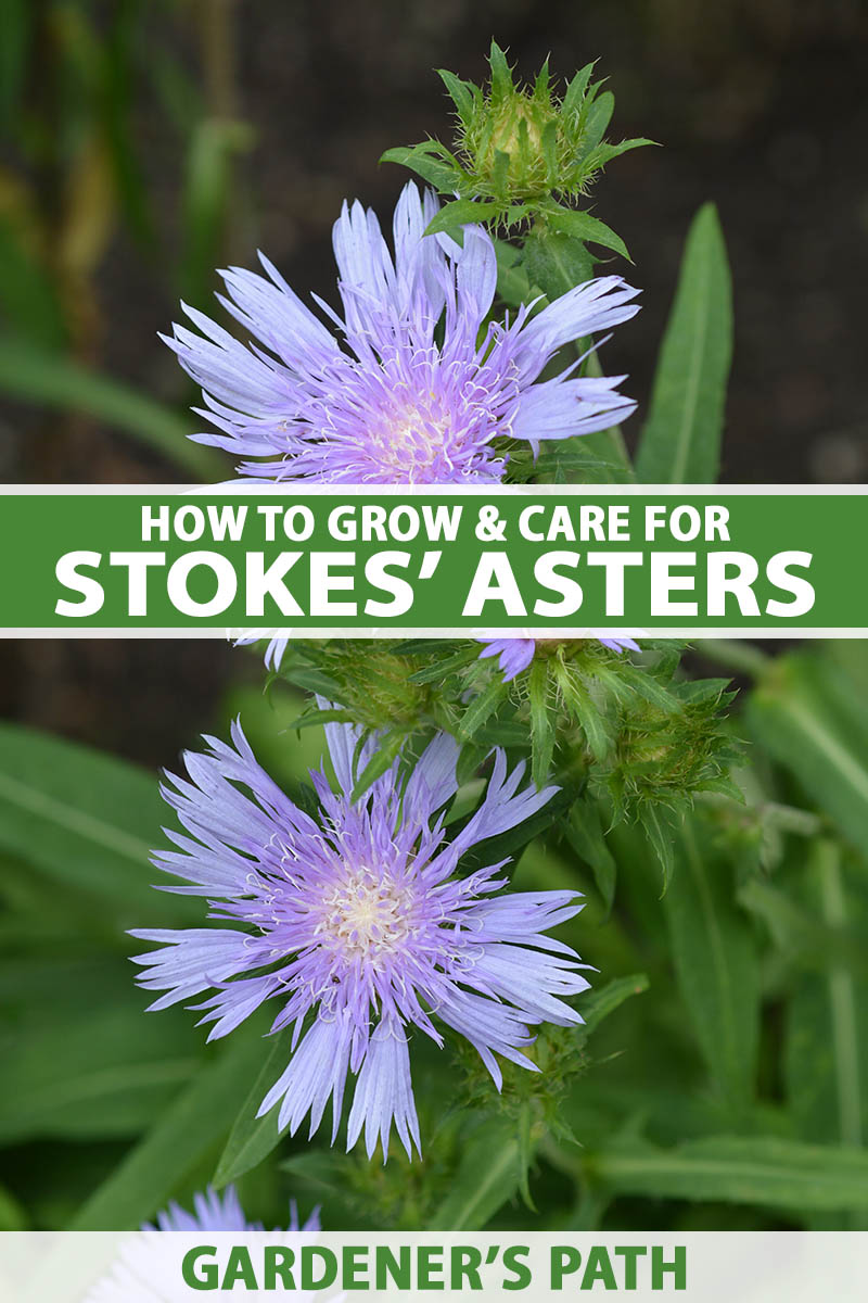 A close up vertical image of light blue Stokes' aster (Stokesia laevis) flowers pictured on a soft focus background. To the center and bottom of the frame is green and white printed text.