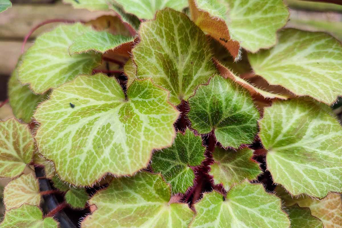 A close up horizontal image of the fuzzy, variegated foliage of strawberry begonia (Saxifraga stolonifera) growing in a pot indoors.