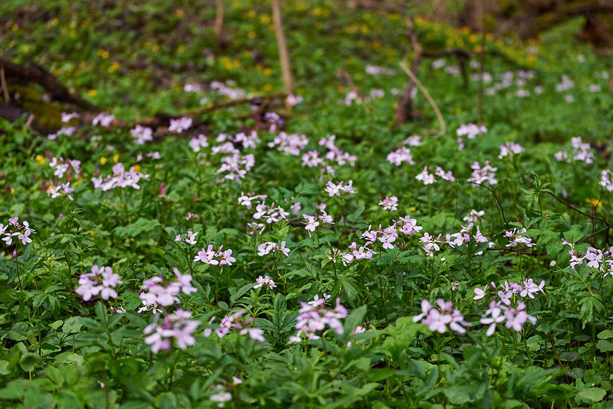 A horizontal image of toothwort (Cardamine) in full bloom growing in a woodland location.