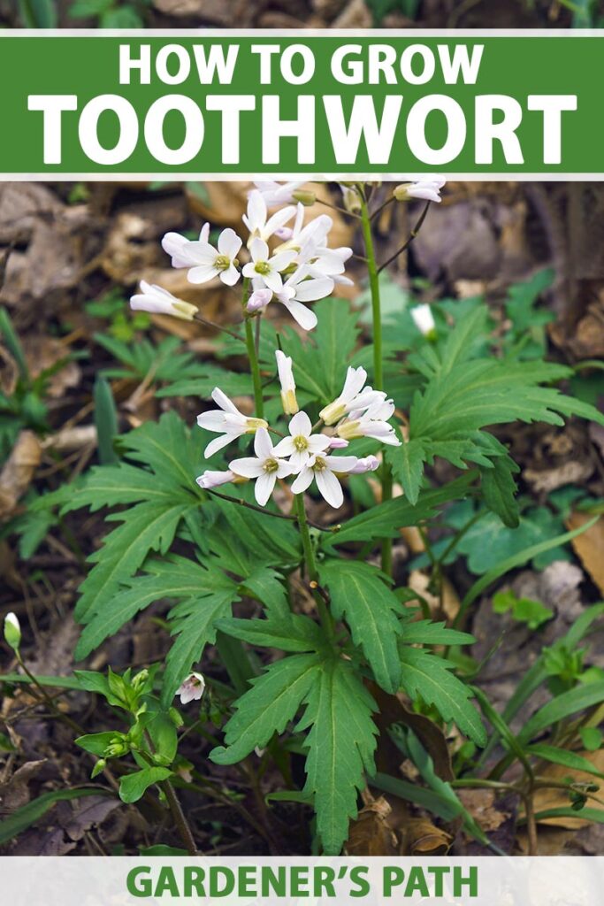 A close up vertical image of toothwort (Cardamine) in full bloom in a shaded location. To the top and bottom of the frame is green and white printed text.