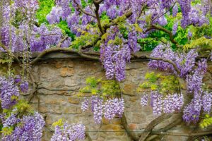 A horizontal image of Chinese wisteria growing on a stone wall with pretty purple flowers cascading over the side.