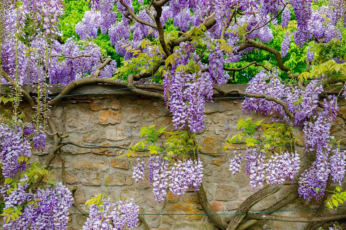 A horizontal image of Chinese wisteria growing on a stone wall with pretty purple flowers cascading over the side.