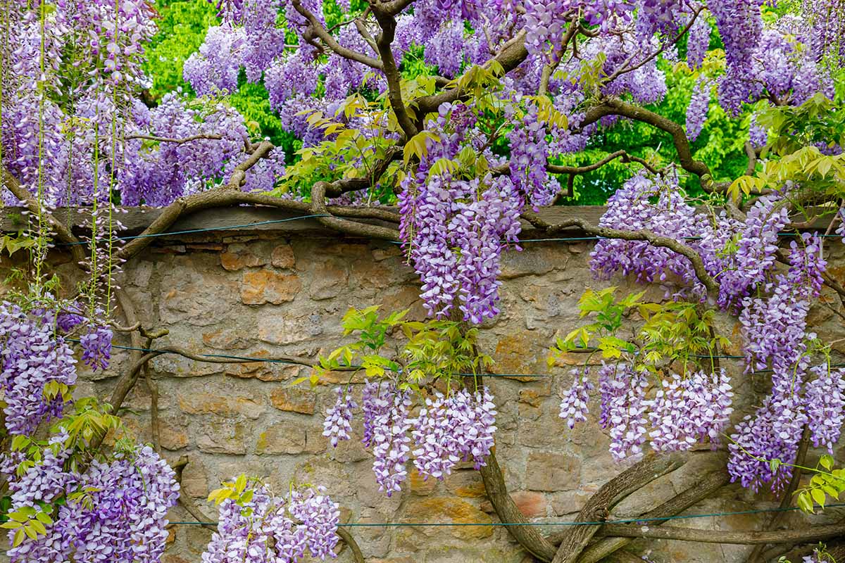 How To Grow And Care For Wisteria Gardener s Path