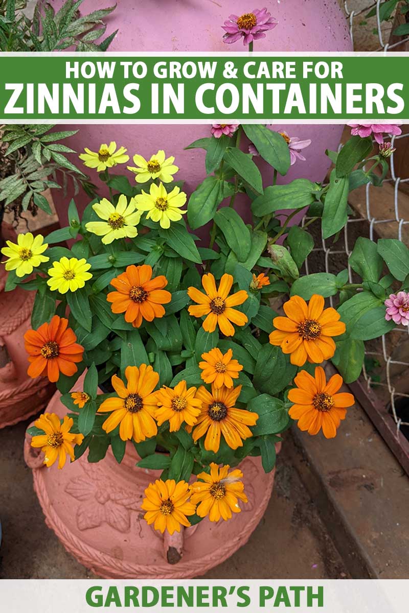 A close up vertical image of yellow and orange zinnias growing in a terra cotta pot. To the top and bottom of the frame is green and white printed text.