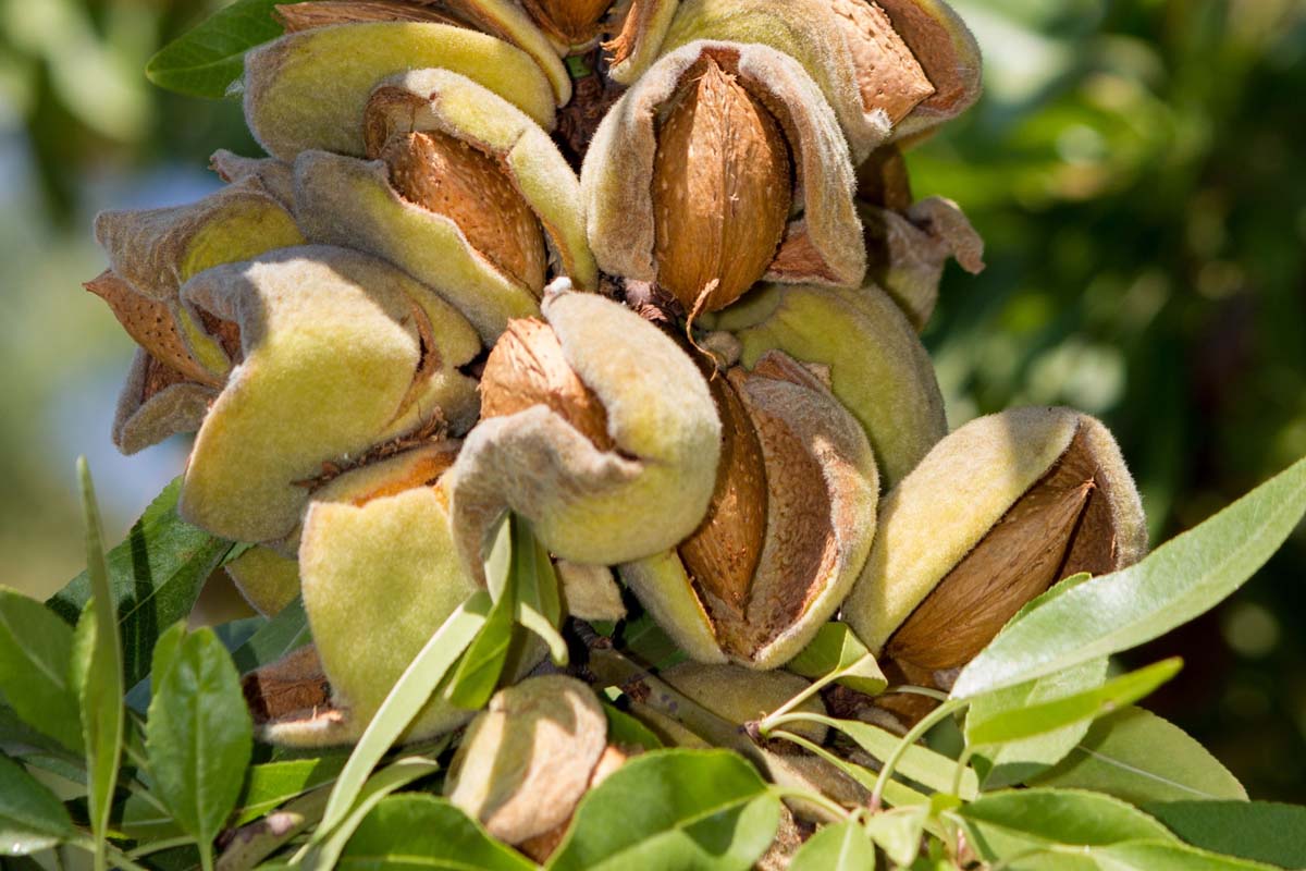 Close up of a crop of almonds growing on the branch.