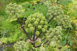 A close up of the large green umbels of Angelica archangelica, contrasting with the dark red stems, and surrounded by foliage.