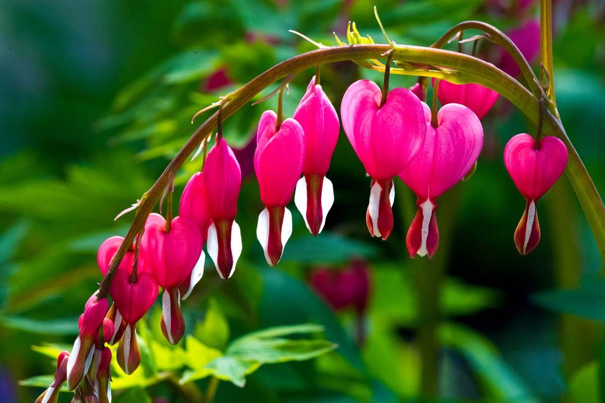 A close up of an arching branch of the bleeding heart plant, adorned with pink flowers and the characteristic white and red 'tear' hanging from the bottom in bright sunshine on a green soft focus background.